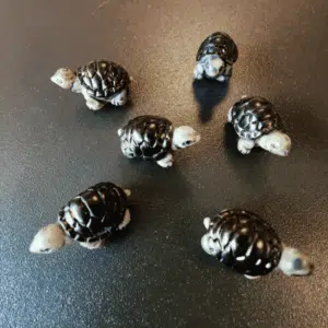 Koelkastmagneet Schildpad 6 stuks 2 Koelkastmagneet Schildpad 5 stuks op een zwart magneetbord