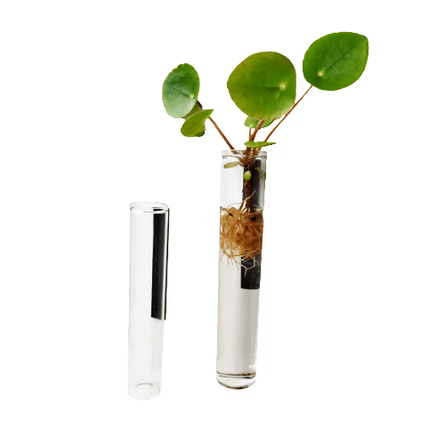 magnetisch vaasje met een stekje van een pannenkoekenplant