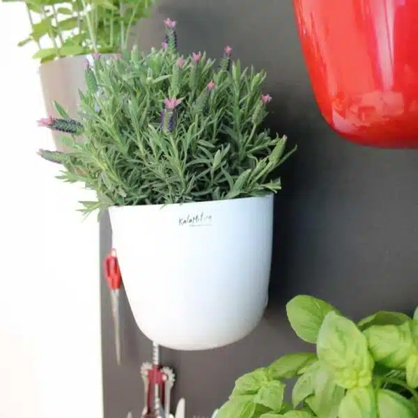 Magnetische plantenpot en andere magnetische bakjes met kruiden zoals lavendel