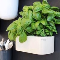 Magnetisch bakje langwerpig 22cm van KalaMitica - meerdere kleuren 7 KalaMitica magnetisch bakje ivoor voor plantjes