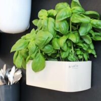 KalaMitica magnetisch bakje ivoor voor plantjes