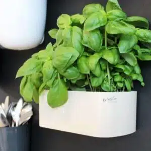 Magnetisch bakje langwerpig 22cm van KalaMitica - meerdere kleuren 7 KalaMitica magnetisch bakje ivoor voor plantjes